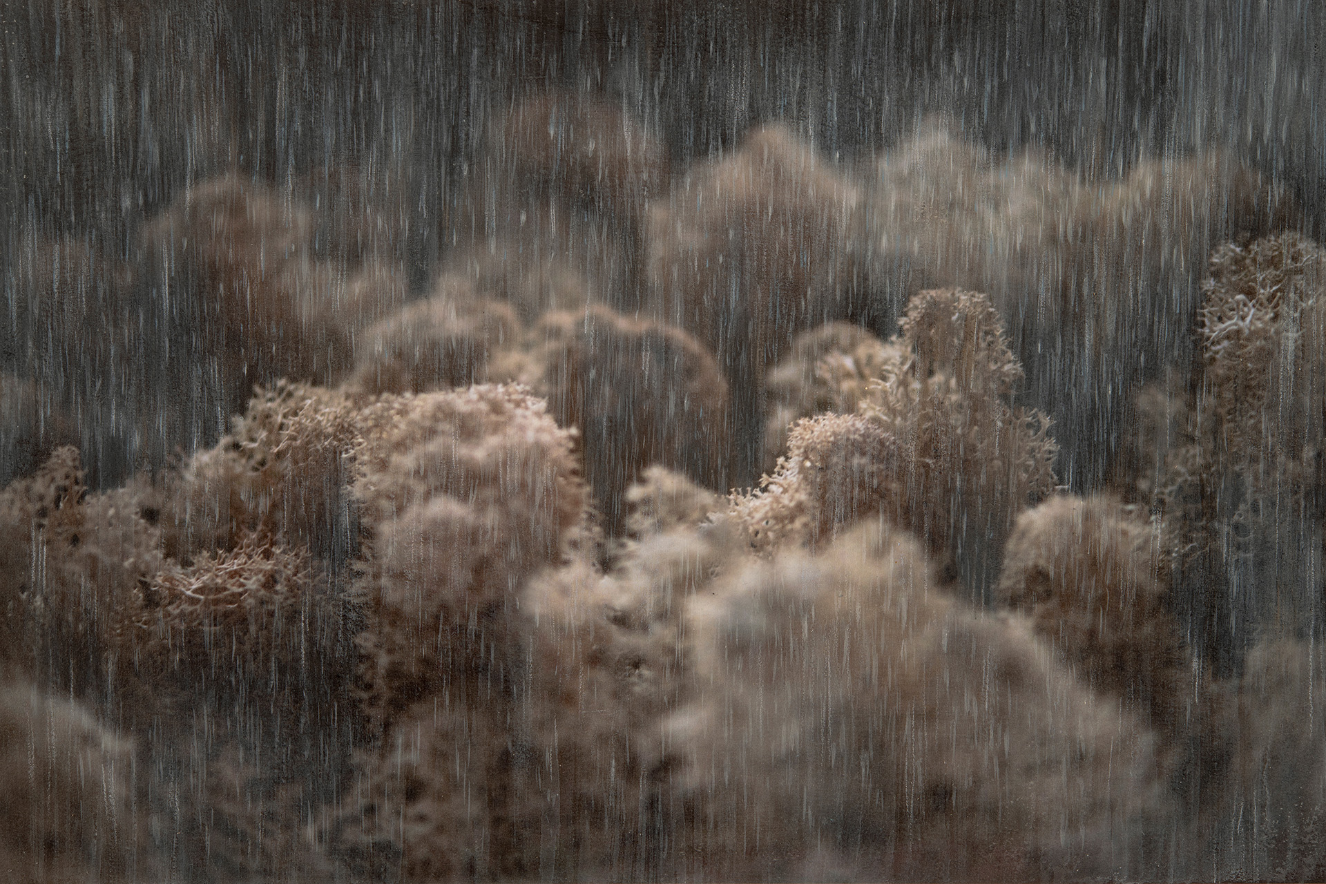 Balocchi, Serena Pea, 2024